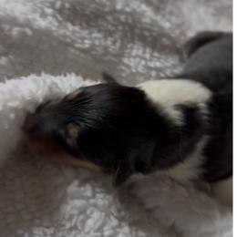 Barnaby - Black white and tan male Collie puppy in Malvern, Arkansas from Lost Acres Collies