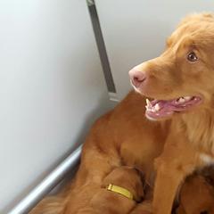 Nova Scotia Duck Tolling Retrievers from PortStar Tollers