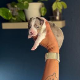 Kenai - White blue merle and tan male Shetland Sheepdog puppy in Warren, Texas from Willow&Wren Shetland Sheepdogs