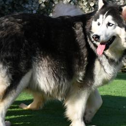 Mishka - Siberian Husky