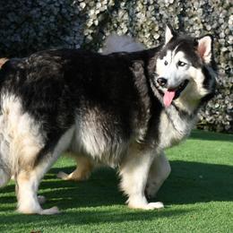 Mishka - Siberian Husky