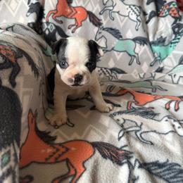 Boy 1 - Black and white male Boston Terrier puppy in Chillicothe, Ohio from 740 kennels