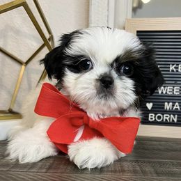 Shih Tzus from Arizona Shih Tzu Land