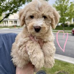 Bernedoodle, Cavalier King Charles Spaniel, and Poodle Puppies from Ellas.Pups (Bernedoodles & Cavapoos)