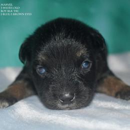 Marvel - Black tri male Miniature Australian Shepherd puppy in Patterson, North Carolina from DreamLine Aussies