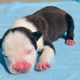 Badger - Red brindle male American Staffordshire Terrier puppy in Guilford County, North Carolina from Explicit Kennel