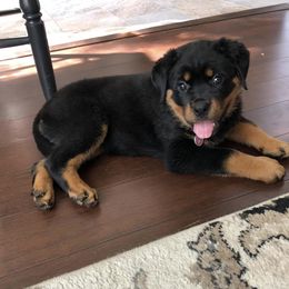 Rottweiler Puppies from Von Der Quinn Rottweilers