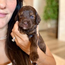 Balenciaga - Sable female Aussiedoodle puppy in Queen Creek, Arizona from Sunny Doodles