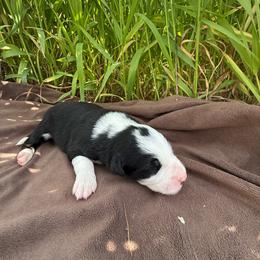 Chase - Black and white male Border Collie puppy in Dorr, Michigan from Pineview Farm