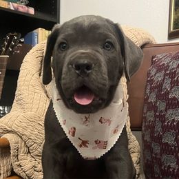Beth - Gray female Cane Corso puppy in Utah from 3Lake Kennelz