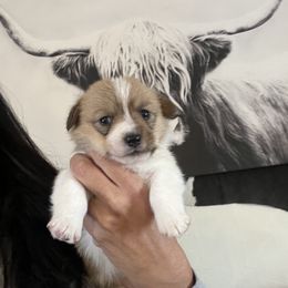 Girl 2 - Sable female Pembroke Welsh Corgi puppy in Chino Valley, Arizona from Blecker Kennel