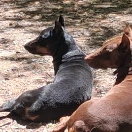 Doberman Pinscher All Grown Up from Dove's K9 Academy