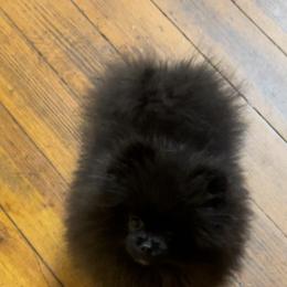 Gale Force - Pomeranian puppy in Eastman, Georgia from Silver’s Reigning Heir Poms