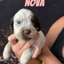 Nova - Liver white and tan female English Springer Spaniel puppy in Williston, Florida from Parks Paradise Springers
