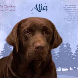 Alia - Labrador Retriever
