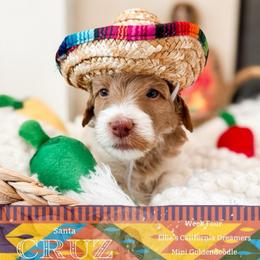 Cruz - Parti male Goldendoodle puppy in California City, California from Summer Sun Doodles