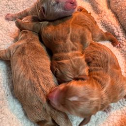 Boy 2 - Apricot male Goldendoodle puppy in Millersburg, Ohio from Millersburg Paws, LLC.