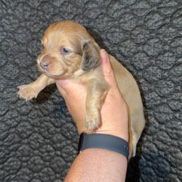 Muffin - Red female Dachshund puppy in Liberty, Mississippi from Liberty Oaks Aussies and Dachshunds