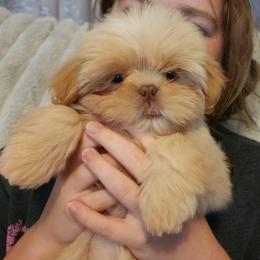 Finn - Cream and white male Shih Tzu puppy in Sapulpa, Oklahoma from Faith Hope and Love Shih Tzu's