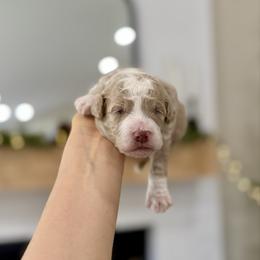 Teddy - Cream male Goldendoodle puppy in Rio Linda, California from Plush Doodles