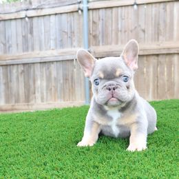 French Bulldog Puppies from Plus Ultra Bulldogs