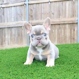 French Bulldog Puppies from Plus Ultra Bulldogs