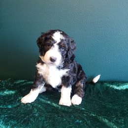 Bernedoodle Puppies from Badlands Bernedoodles