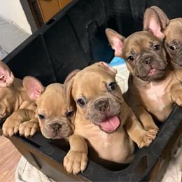 Girl 2 - Fawn female French Bulldog puppy in North Fort Myers, Florida from Little Rascals