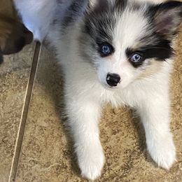 Pomsky Puppies from Perfect Pomskies