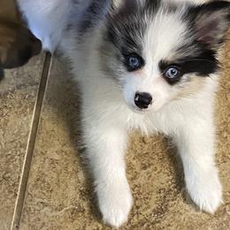Pomsky Puppies from Perfect Pomskies