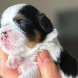 Shihpoos from Thistle & Tails Shihpoos