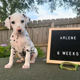 Girl 2 - female Dalmatian puppy in Decatur, Alabama from Hollytree Dalmatians
