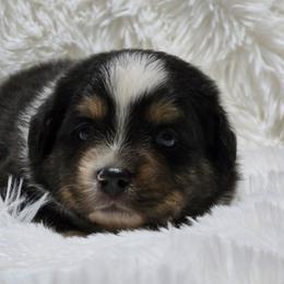 KB.BTM1 - Black tri-color male Australian Shepherd puppy in Deer Lodge, Tennessee from KSH Aussie Haven