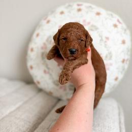 Brownie - Red  male Goldendoodle puppy in Billings, Montana from Montana Raised Doodles