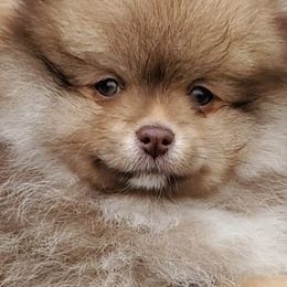 Pomeranians from Coley's Precious Poms