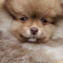 Pomeranians from Coley's Precious Poms
