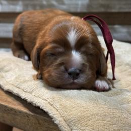 Cinder- Female - Ruby female Cavalier King Charles Spaniel puppy in El Campo, Texas from Longhorn Cavaliers