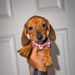 Pearl - Black and tan female Dachshund puppy in Nuevo, California from Weenie Hut Jrs