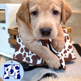 Blue Male - Yellow male Labrador Retriever puppy in Franklin, Virginia from Oak Hollow Retrievers