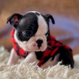 Boston Terrier Puppies from West Cactus Kennels LLC