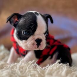Boston Terrier Puppies from West Cactus Kennels LLC