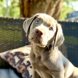 Doughnut - Chocolate female Labrador Retriever puppy in White Bear Lake, Minnesota from Labs Of The Lake
