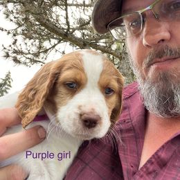 Girl 2 - Brittany puppy in Neenah, Wisconsin from American Stashe Birddogs