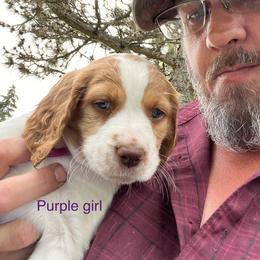 Girl 2 - Brittany puppy in Neenah, Wisconsin from American Stashe Birddogs