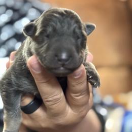 Summit - Blue male German Shepherd puppy in Barnhart, Missouri from Combat Creek German Shepherds