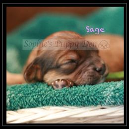 Cavapoo Puppies from Sophie's Puppy Den