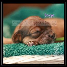 Cavapoo Puppies from Sophie's Puppy Den