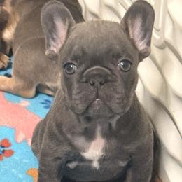 Girl 2 - Blue fawn female French Bulldog puppy in Spanaway, Washington from Frog Faced Frenchies