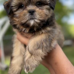 Mal-Shi, Maltese, Maltipoo, Poodle, and Shih Tzu Puppies from Joy-Fur Puppies