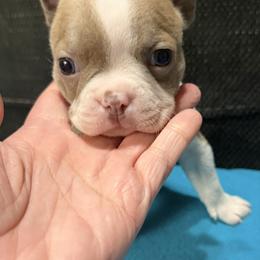 Jesse - Lilac male Boston Terrier puppy in Wellington, Ohio from Twist of Faith Farms